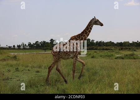 Giraffe mit ausgestrecktem Hals unter Akazienbäumen auf dem afrikanischen Savannengrasland der Serengeti in Kenia, Afrika Stockfoto