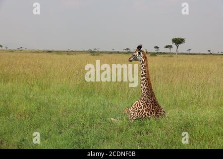 Eine anmutige Giraffe, die ihren Hals ausstreckt, um Akazienblätter zu durchstöbern. Stockfoto