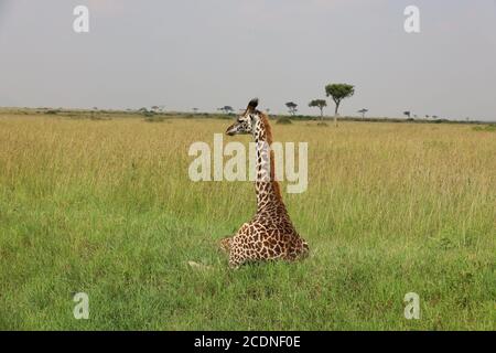 Eine anmutige Giraffe, die ihren Hals ausstreckt, um Akazienblätter zu durchstöbern. Stockfoto