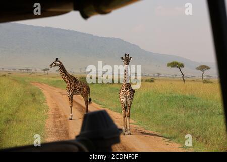 Eine anmutige Giraffe, die ihren Hals ausstreckt, um Akazienblätter zu durchstöbern. Stockfoto