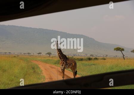 Eine anmutige Giraffe, die ihren Hals ausstreckt, um Akazienblätter zu durchstöbern. Stockfoto