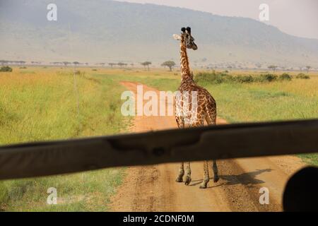 Eine anmutige Giraffe, die ihren Hals ausstreckt, um Akazienblätter zu durchstöbern. Stockfoto