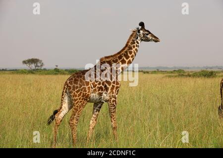 Eine anmutige Giraffe, die ihren Hals ausstreckt, um Akazienblätter zu durchstöbern. Stockfoto