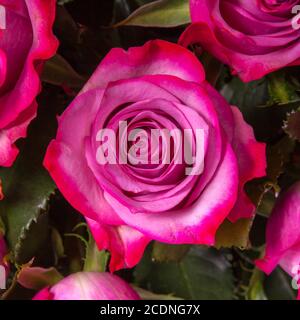 Magentafarbene Rosenblüte Stockfoto