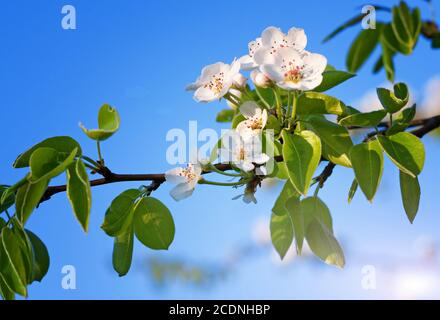 Apfel blüht vor einem blauen Himmel Stockfoto