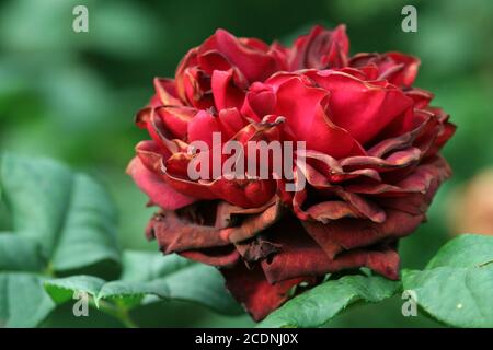 Kurzlebige, welk-rote Rose Stockfoto