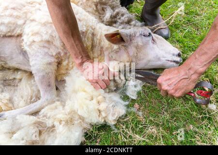 Männliche Arme Wolle aus Schafen mit Schere Stockfoto