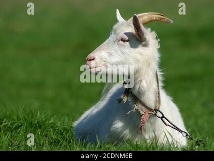 Gehörnte Ziege Stockfoto