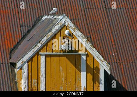 Möwen in Nusfjord Stockfoto