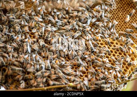 Ein Bienenstock hängt an einem Baum und eine Gruppe von Fliegen sitzen zusammen am Morgen, um die Kälte zu entkommen. Insektenliebe Stockfoto