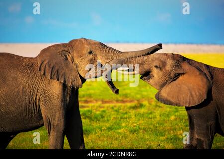 Elefanten spielen auf Savanne. Safari in Amboseli, Kenia, Afrika Stockfoto