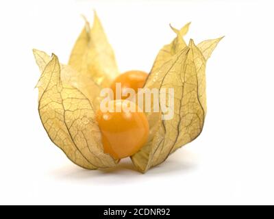 Physalis isoliert vor weißem Hintergrund Stockfoto