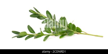 Buchsbaum Zweig isoliert auf weißem Hintergrund. Grüner Buchsbaum-Zweig. Buxus mit Beschneidungspfad. Stockfoto