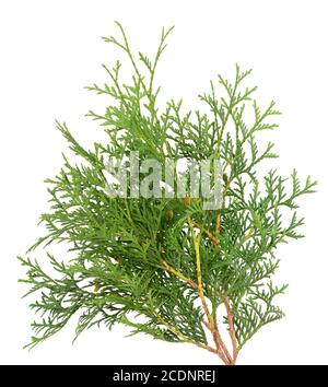 Arborvitae Zweig, isoliert auf weißem Hintergrund. Grüner Thuja-Zweig. Stockfoto