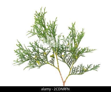 Arborvitae Zweig, isoliert auf weißem Hintergrund. Grüner Thuja-Zweig. Stockfoto