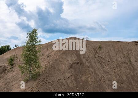 Einsame junge Birke am Hang eines sandigen Berges und wolkiger Himmel an einem Sommertag. Stockfoto