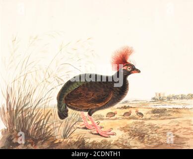 Das Crested Rebhuhn (Rollulus rouloul), auch bekannt als Crested-Holz Rebhuhn, Rul-Rul, rot-gekrönte Holz Rebhuhn, grüne Holz Wachtel oder grüne Holz Rebhuhn ist ein Wildvogel in der Fasanenfamilie Phasianidae der Ordnung Galliformes, gallinaceous Vögel. Es ist das einzige Mitglied der Gattung Rollulus. Aquarellmalerei aus dem 18. Jahrhundert von Elizabeth Gwillim. Lady Elizabeth Symonds Gwillim (21. April 1763 – 21. Dezember 1807) war eine Künstlerin, die bis 1808 mit Sir Henry Gwillim, dem Puisne-Richter am Madras-Hofe, verheiratet war. Lady Gwillim malte eine Serie von etwa 200 Aquarellen von indischen Vögeln. Hergestellt Stockfoto