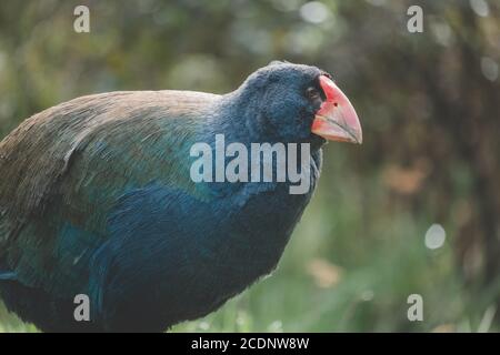 A takahē Stockfoto