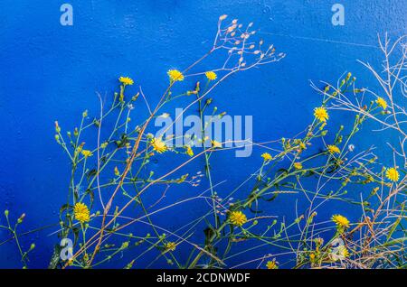Gelbe Löwenzahn-Blüten auf blauem Hintergrund. Blumenfoto mit Platz für Text. Stockfoto