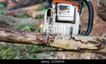 Nahaufnahme des Sägens eines trockenen Astes mit einer Kettensäge. Stockfoto