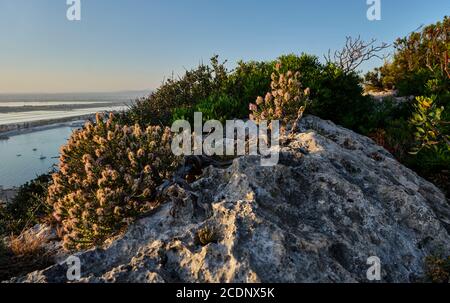 Thymbra capitata auf der Klippe Sella del Diavolo, Cagliari, Sardinien, Italien Stockfoto