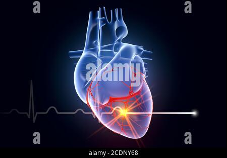 Menschliches Herz mit Koronarararterie und EKG-Kurven Stockfoto