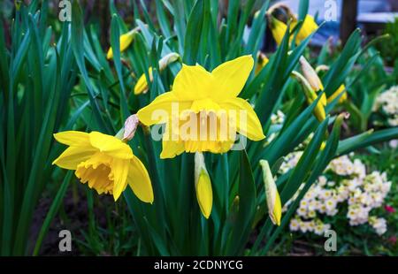 Blühende gelbe Narzissen. Blühende Narzissen Blumen. Frühlingsblumen. Geringe Schärfentiefe. Stockfoto