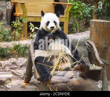 Giant Pandabär Essen Bambus im Zoo von Chiang Mai, Thailand Stockfoto