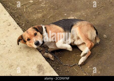 Mongrel Hund an der Kette Stockfoto