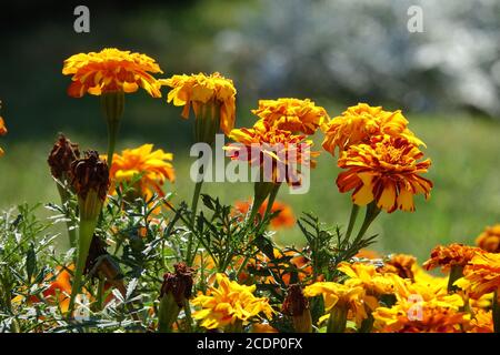 August Gartenblumen Orange Ringelblume Orange Tagetes Orange Ringelblumen blühende Ringelblumen blühendes Bett Pflanze Annuals in der Blüte Sommerblumen Stockfoto