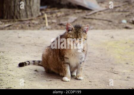 Grau tabby cat Winks Stockfoto