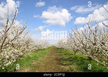 Pflaume Garten blühen Stockfoto