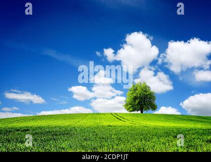 Feld von Gras Frühling Landschaft Stockfoto
