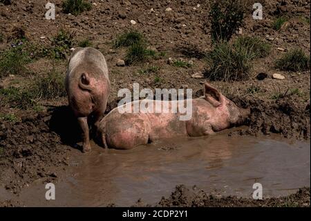 Halbgewachsene Freilandferkel schwelgen in einer wässrigen und schlammigen Mulde auf einem Bio-Kleinbetrieb am Südufer des Rheins in Augst, Kanton Basel-Landschaft, Schweiz Stockfoto