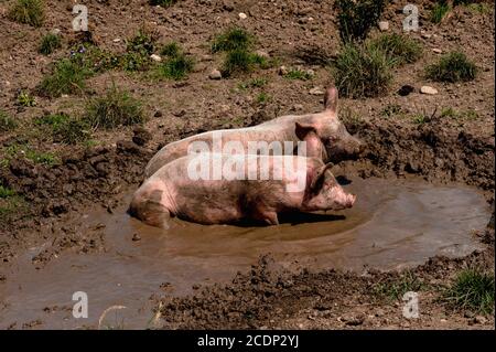 Mud Freunde … Halbgewachsene Freilandferkel Vergnügen sich in einer wässrigen und schlammigen Mulde auf einem organischen Kleinbetrieb nahe den archäologischen Überresten der antiken römischen Stadt Augusta Raurica, am Südufer des Rheins in Augst, Kanton Basel-Landschaft, Schweiz. Stockfoto