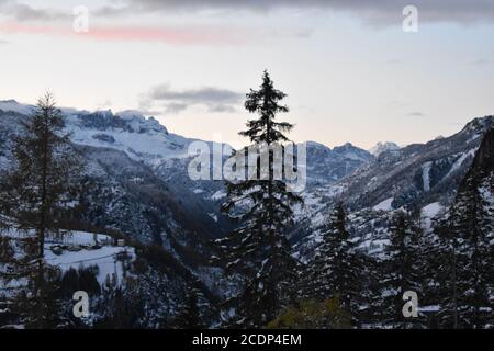 Colle Santa Lucia, Dolomiti, Albero Stockfoto