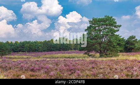 Baum zwischen lila blühenden Heidekraut im Naturpark Veluwe, Ede Gemeinde, Gelderland in den Niederlanden Stockfoto