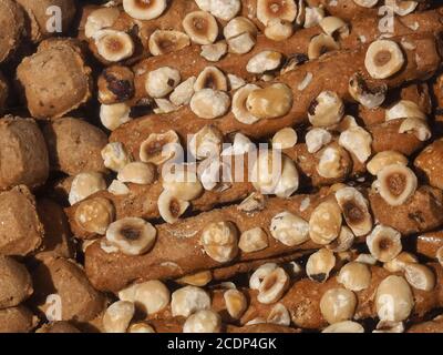 Lebkuchen mit Nüssen aus Aachen genannt Aachener Printen Stockfoto