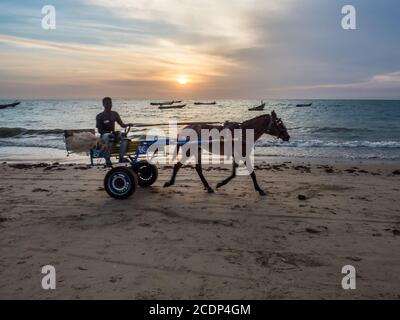 Senegal, Afrika - 24. Januar 2019: Senegalesischer Junge reitet auf einem Wagen mit weißem Pferd am Strand, ein beliebter Transportweg in Afrika Stockfoto