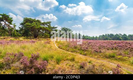 Wanderweg zwischen lila blühenden Heidekraut im Naturpark Veluwe, Ede Gemeinde, Gelderland in den Niederlanden Stockfoto