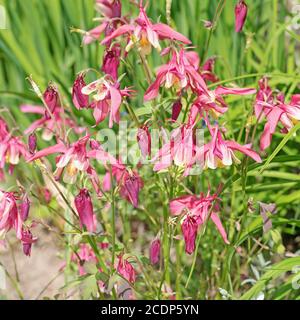 Blühende Kolumbine im Garten Stockfoto