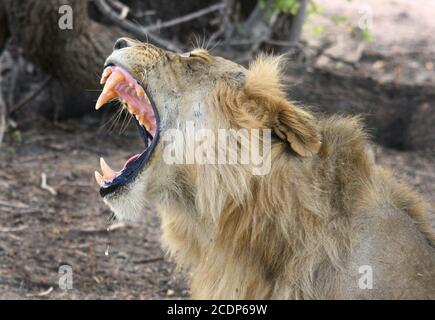Seitenprofil Nahaufnahme eines heranwachsenden Löwen mit Mund Beim Gähnen geöffnet - es gibt eine gute Aussicht Seine großen Eckzähne Stockfoto