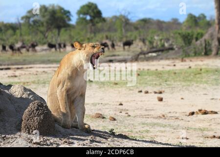 Lone Lioness sitzt neben einem Termitenhügel, mit offenem Mund weit gähnend, mit einer kleinen Herde von Gnus in der Ferne, Hwange National Park Stockfoto