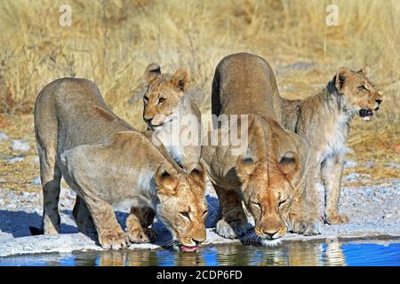 Pride of Lions, darunter zwei Jungen am Rande eines sonnendurchfluteten Wasserlochs, bei einem Drink in der Nachmittagssonne. Ongava Reserve, Etosha, Namibia Stockfoto