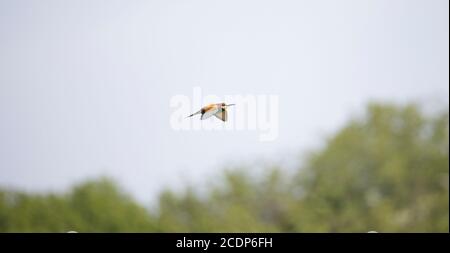 Europäische Bienenfresser fliegen paarweise über den Himmel, das beste Foto Stockfoto