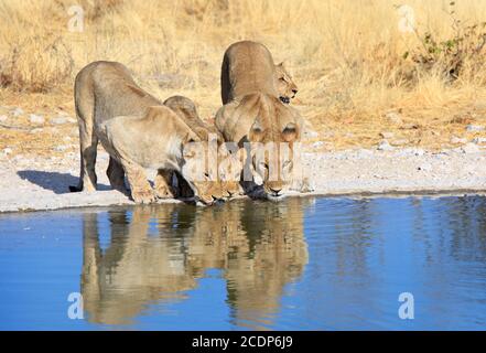 Schöne Landschaft von einem Stolz der Löwen neben einem lebendigen Wasserloch mit natürlichen Reflexionen und blau gefärbten Wasserloch vom Himmel. Etosha SA Stockfoto