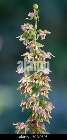 Epipactis helleborine, eine kleine Orchidee in Niederösterreich, Weinviertel Stockfoto