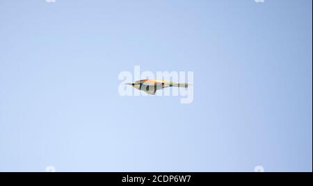 Europäische Bienenfresser fliegen paarweise über den Himmel, das beste Foto Stockfoto