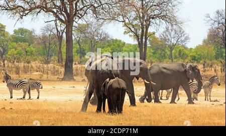 Elefanten und Zebras auf den trockenen gelben Ebenen Afrikas mit einem natürlichen Busch- und Baumhintergrund im Hwange Natural Park, Simbabwe Stockfoto