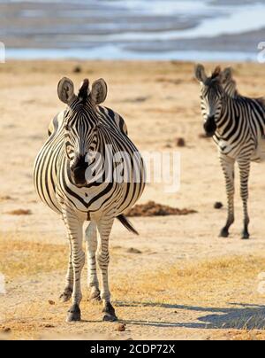 Ein ziemlich großes aufgeblähtes burchell-Zebra, das auf den trockenen, trockenen afrikanischen Ebenen steht und auf das ein anderes verlockenes Zebra schaut, im Hwange-Nationalpark, Zimba Stockfoto